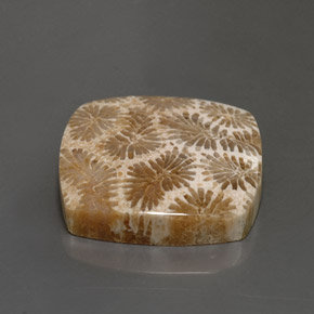 Coral fóssil Multicolorido Natural 24.22ct, Quadrado, Opaco