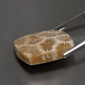 Coral fóssil Multicolorido Natural 24.22ct, Quadrado, Opaco