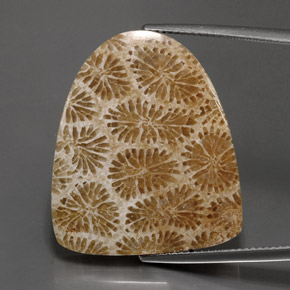 Coral fóssil Multicolorido Natural 25.71ct, Forma extravagante, Opaco