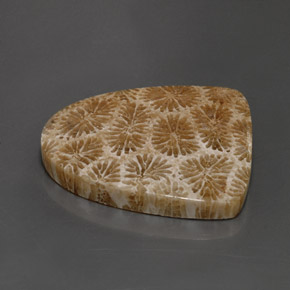 Coral fóssil Multicolorido Natural 25.71ct, Forma extravagante, Opaco