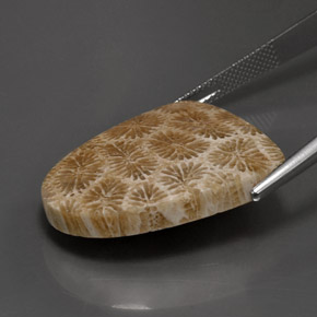 Coral fóssil Multicolorido Natural 25.71ct, Forma extravagante, Opaco