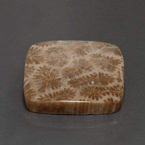 Coral fóssil Multicolorido Natural 28.62ct, Quadrado, Opaco