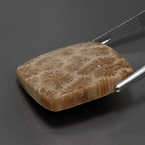 Coral fóssil Multicolorido Natural 28.62ct, Quadrado, Opaco