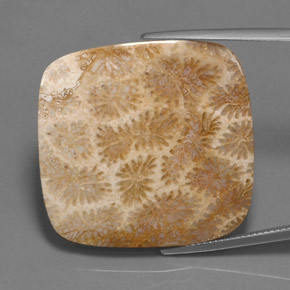 Coral fóssil multicolorido natural 45,27ct, almofada cortada, opaco