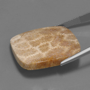 Coral fóssil multicolorido natural 45,27ct, almofada cortada, opaco