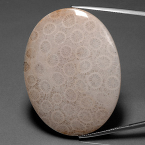 Coral fóssil multicolorido natural 93,67ct, corte oval, opaco