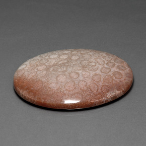 Coral fóssil Multicolorido Natural 91.59ct, Corte Oval, Opaco