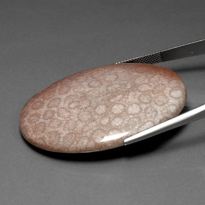 Coral fóssil Multicolorido Natural 91.59ct, Corte Oval, Opaco