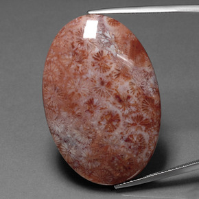 Coral fóssil Multicolorido Natural 51.88ct, Corte Oval, Opaco