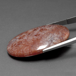 Coral fóssil Multicolorido Natural 51.88ct, Corte Oval, Opaco