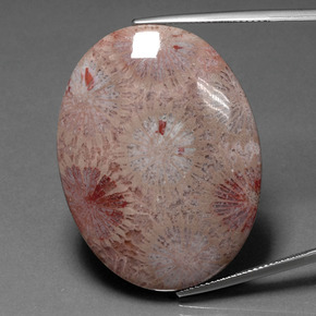 Coral fóssil Multicolorido Natural 47.83ct, Corte Oval, Opaco