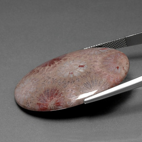 Coral fóssil Multicolorido Natural 47.83ct, Corte Oval, Opaco