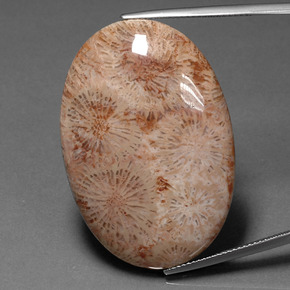 Coral fóssil Multicolorido Natural 46.53ct, Corte Oval, Opaco