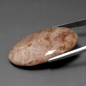 Coral fóssil Multicolorido Natural 46.53ct, Corte Oval, Opaco