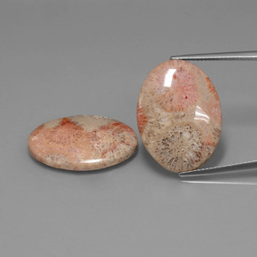Pedras preciosas de coral fóssil multicolorido natural de  ct, corte oval, opaco