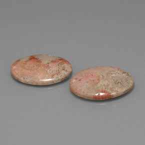 Pedras preciosas de coral fóssil multicolorido natural de  ct, corte oval, opaco
