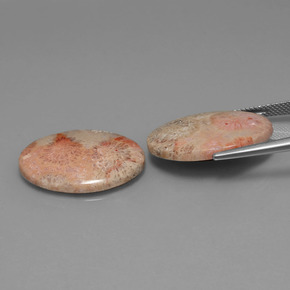 Pedras preciosas de coral fóssil multicolorido natural de  ct, corte oval, opaco