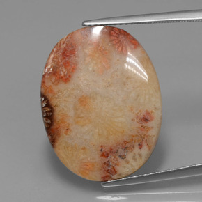 Coral fóssil Multicolorido Natural 15.17ct, Corte Oval, Opaco