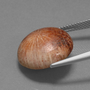 Coral fóssil Multicolorido Natural 10.56ct, Corte Redondo, Opaco