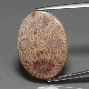 Coral fóssil multicolorido natural 15,93ct, corte oval, opaco