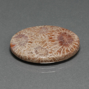 Coral fóssil multicolorido natural 15,93ct, corte oval, opaco