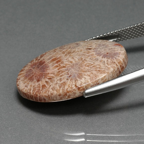 Coral fóssil multicolorido natural 15,93ct, corte oval, opaco