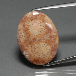 Coral fóssil multicolorido natural 14,77ct, corte oval, opaco