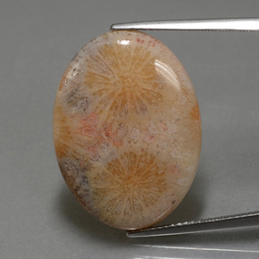 Coral fóssil multicolorido natural 15,56ct, corte oval, opaco