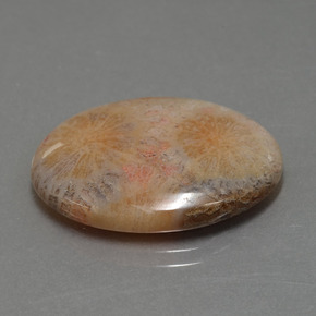 Coral fóssil multicolorido natural 15,56ct, corte oval, opaco