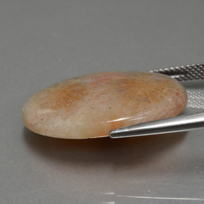 Coral fóssil multicolorido natural 15,56ct, corte oval, opaco