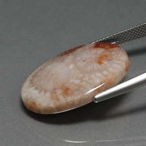 Coral fóssil Multicolorido Natural 16.17ct, Corte Oval, Opaco