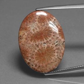 Coral fóssil Multicolorido Natural 16.75ct, Corte Oval, Opaco