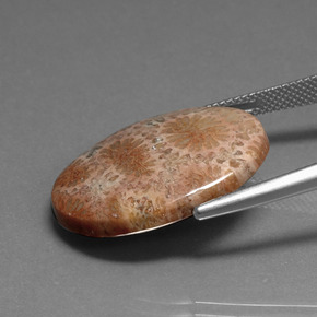 Coral fóssil Multicolorido Natural 16.75ct, Corte Oval, Opaco