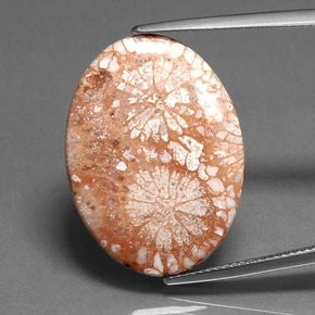 Coral Fóssil Multicolorido Natural 16,71ct, Corte Oval, Opaco