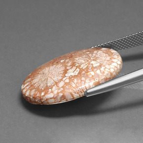 Coral Fóssil Multicolorido Natural 16,71ct, Corte Oval, Opaco