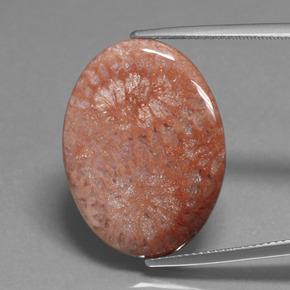 Coral fóssil multicolorido natural 15,96ct, corte oval, opaco