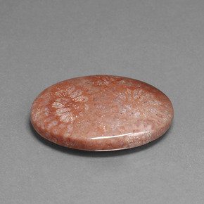 Coral fóssil multicolorido natural 15,96ct, corte oval, opaco