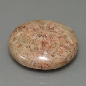 Coral fóssil Multicolorido Natural 10.23ct, Corte Redondo, Opaco