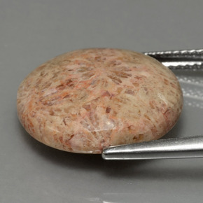 Coral fóssil Multicolorido Natural 10.23ct, Corte Redondo, Opaco