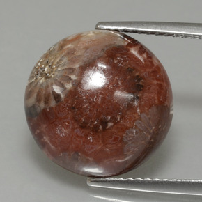 Coral fóssil multicolorido natural 8,69ct, corte redondo, opaco