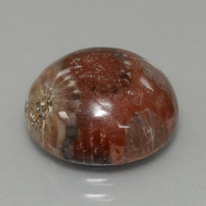 Coral fóssil multicolorido natural 8,69ct, corte redondo, opaco