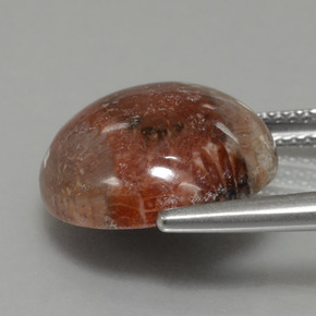 Coral fóssil multicolorido natural 8,69ct, corte redondo, opaco
