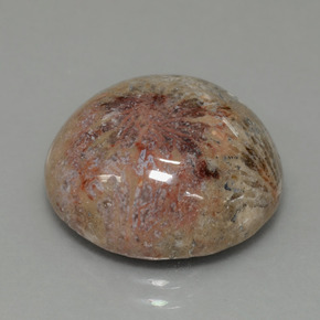 Coral fóssil Multicolorido Natural 14.40ct, Corte Redondo, Opaco