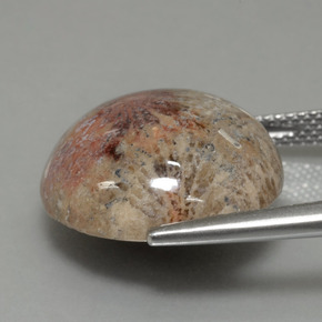 Coral fóssil Multicolorido Natural 14.40ct, Corte Redondo, Opaco