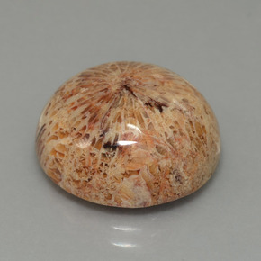 Coral fóssil Multicolorido Natural 13.26ct, Corte Redondo, Opaco