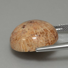 Coral fóssil Multicolorido Natural 13.26ct, Corte Redondo, Opaco