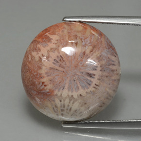 Coral fóssil Multicolorido Natural 12.48ct, Corte Redondo, Opaco