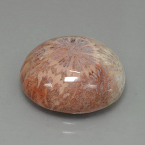 Coral fóssil Multicolorido Natural 12.48ct, Corte Redondo, Opaco