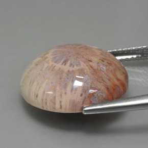 Coral fóssil Multicolorido Natural 12.48ct, Corte Redondo, Opaco