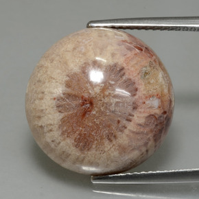 Coral fóssil multicolorido natural 13,91ct, corte redondo, opaco